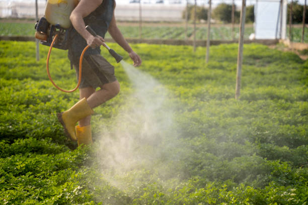 Best Affordable Pest Control Services  in Eastwood, LA