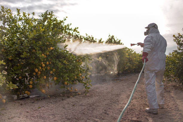 Best Local Pest Control Services  in Eastwood, LA