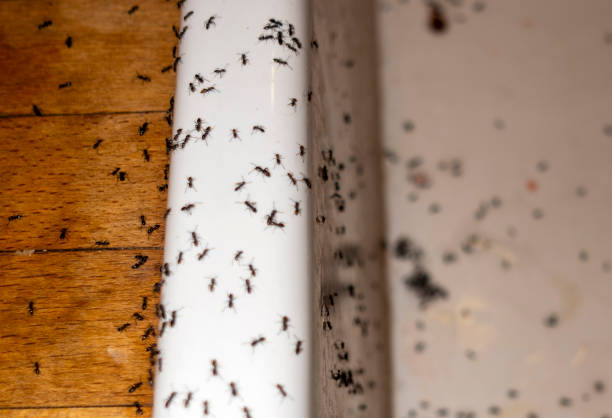 Best Flea Control Services  in Eastwood, LA