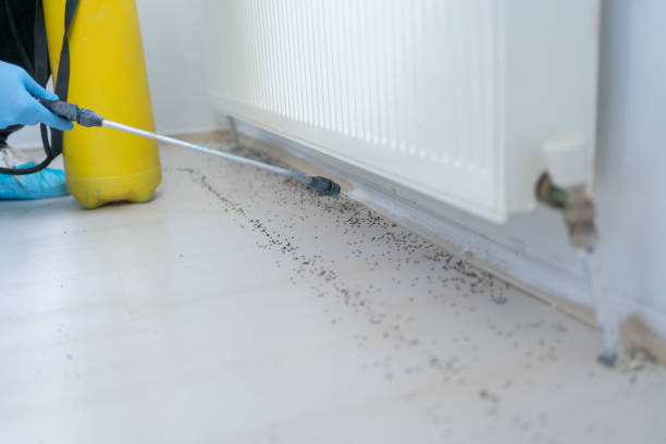 Best Pest Removal Services  in Eastwood, LA