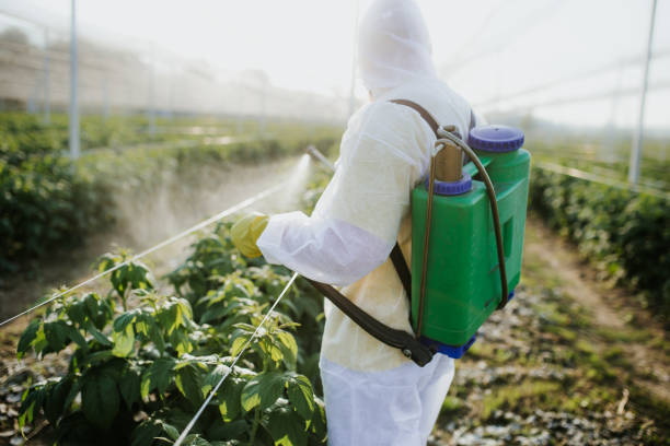 Best Pest Prevention Services  in Eastwood, LA